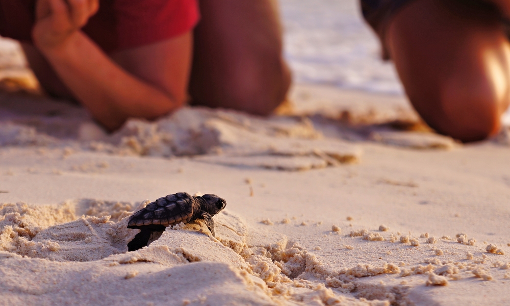 Turtle Watching