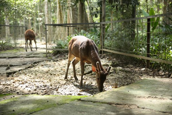 temerloh-040-deerland806609D9-609E-28AD-5B72-A44926157904.jpg