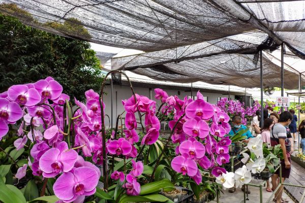 world-of-phalaenopsis-orchE5F4076C-9EA8-9801-FA07-4F9F46FE87F7.jpg